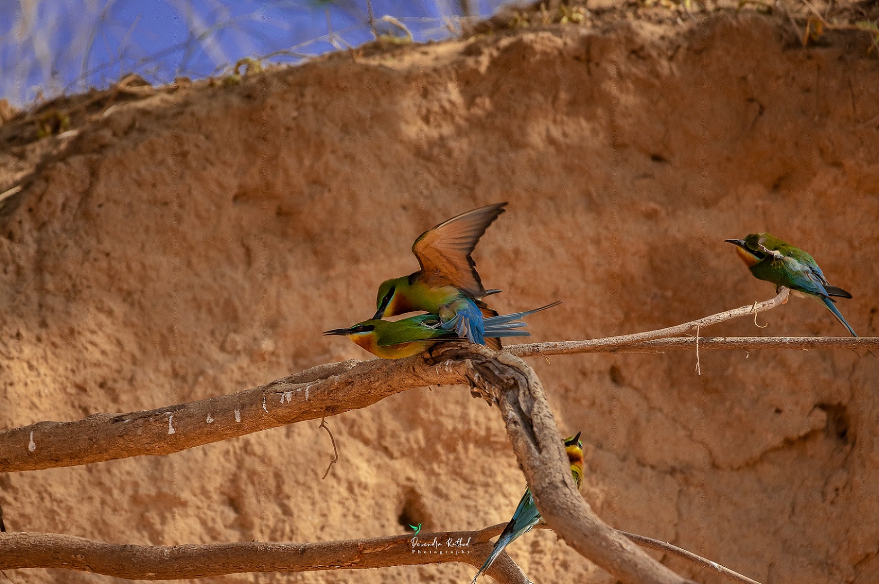 Blue-tailed Bee-eater